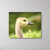 20x16 Canadese gans (Gosling) Canvas Afdruk (Voorkant)
