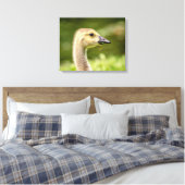 20x16 Canadese gans (Gosling) Canvas Afdruk (Insitu (Slaapkamer))