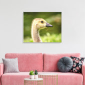 20x16 Canadese gans (Gosling) Canvas Afdruk (Insitu (Woonkamer))