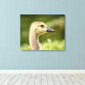 20x16 Canadese gans (Gosling) Canvas Afdruk (Insitu (Houten vloer))
