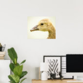 20x16 Canadese gans (Gosling) Poster (Thuiskantoor)
