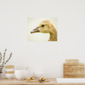 20x16 Canadese gans (Gosling) Poster (Keuken)