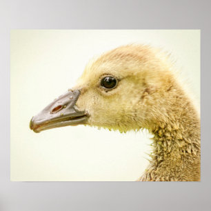 20x16 Canadese gans (Gosling) Poster