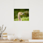 20x16 Canadese gans (Gosling) Poster (Keuken)