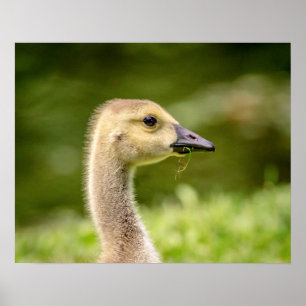 20x16 Canadese gans (Gosling) Poster