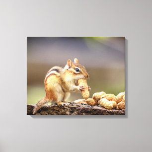 20x16 Chipmunk die een pinda eet Canvas Afdruk