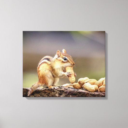 20x16 Chipmunk die een pinda eet Canvas Afdruk (Voorkant)