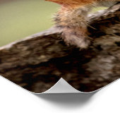 20x16 Chipmunk die een pinda eet Poster (Hoek)