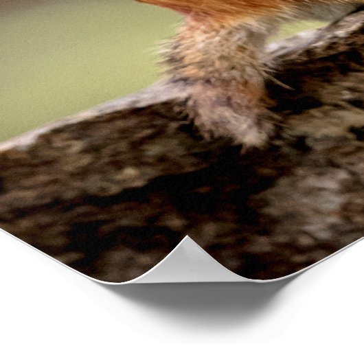 20x16 Chipmunk die een pinda eet Poster (Hoek)