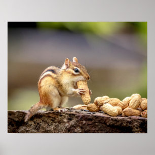 20x16 Chipmunk die een pinda eet Poster
