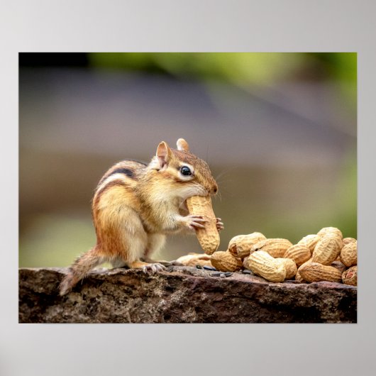 20x16 Chipmunk die een pinda eet Poster (Voorkant)