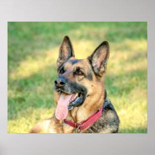 20x16 Duitse Shepard Poster
