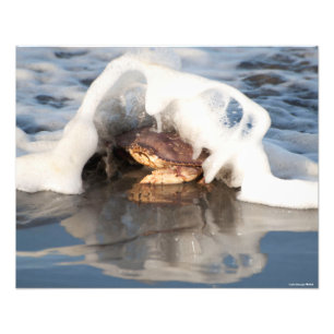 20x16 Dungeness Crab met het Surf dat over spuugt! Foto Afdruk