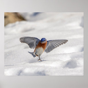 20x16 Eastern Bluebird dansend in de sneeuw Poster