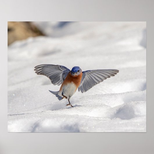 20x16 Eastern Bluebird dansend in de sneeuw Poster (Voorkant)