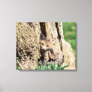 20x16 Fox Kit in de Hudson-vallei Canvas Afdruk