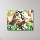 20x16 Fox Kits in de Hudson-vallei Canvas Afdruk (Voorkant)