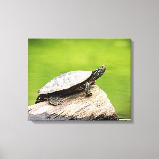 20x16 gekleurde schildpad op een log canvas afdruk (Voorkant)