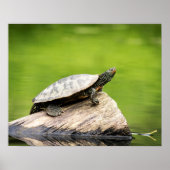 20x16 gekleurde schildpad op een log poster (Voorkant)