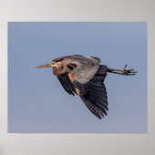 20x16 Great Blue Heron in flight Poster (Voorkant)