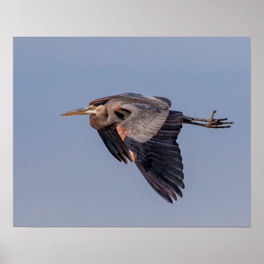 20x16 Great Blue Heron in flight Poster (Voorkant)