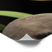 20x16 Great Blue Heron Poster (Hoek)