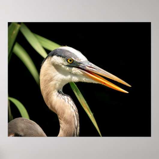 20x16 Great Blue Heron Poster (Voorkant)