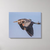 20x16 Great Blue Heron tijdens de vlucht Canvas Afdruk (Voorkant)