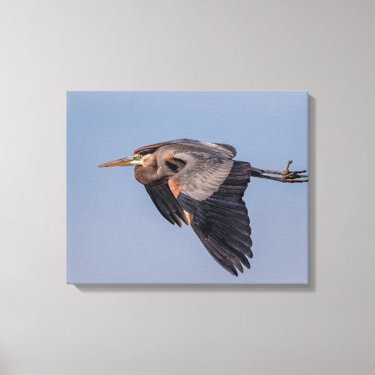 20x16 Great Blue Heron tijdens de vlucht Canvas Afdruk (Voorkant)