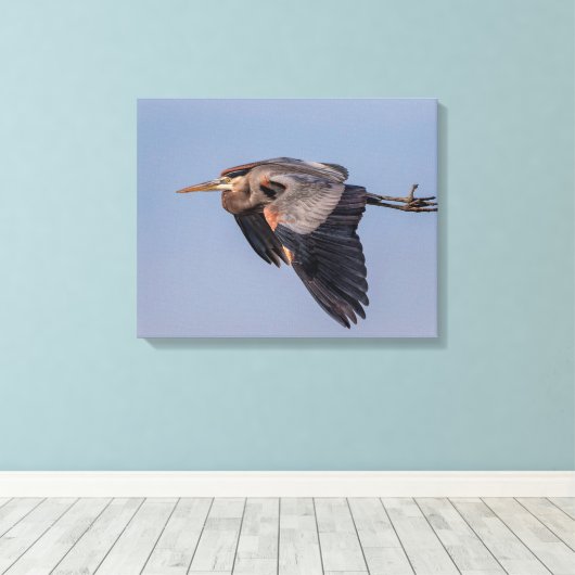 20x16 Great Blue Heron tijdens de vlucht Canvas Afdruk (Insitu (Houten vloer))