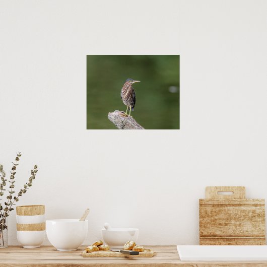 20x16 Green Heron op een logboek Poster (Keuken)