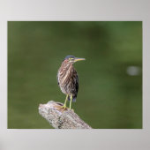 20x16 Green Heron op een logboek Poster (Voorkant)