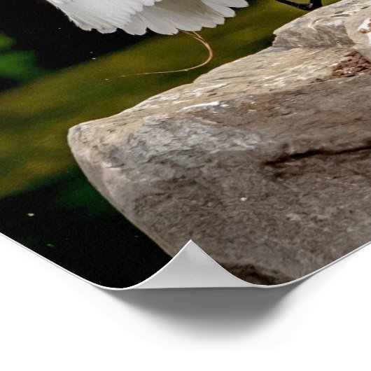 20x16 Grote Egret Poster (Hoek)