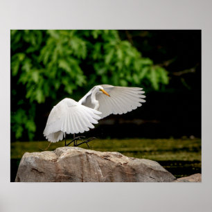 20x16 Grote Egret Poster