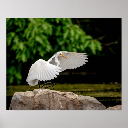 20x16 Grote Egret Poster (Voorkant)