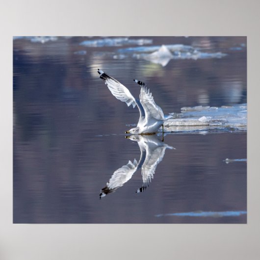 20x16 Gull Reflecties Poster (Voorkant)