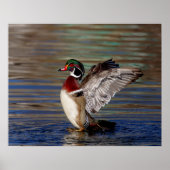 20x16 Hout Duck Poster (Voorkant)