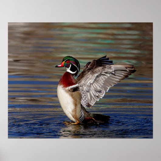 20x16 Hout Duck Poster (Voorkant)