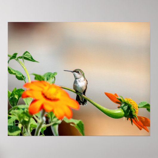 20x16 Hummingvogel op een bloeiend plant Poster (Voorkant)