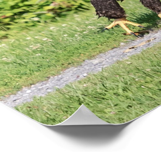 20x16 Juvenile Bald Eagle Poster (Hoek)