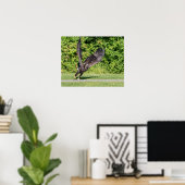 20x16 Juvenile Bald Eagle Poster (Thuiskantoor)