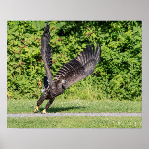 20x16 Juvenile Bald Eagle Poster