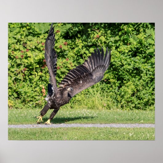20x16 Juvenile Bald Eagle Poster (Voorkant)