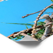 20x16 Juvenile Osprey in het nest Poster (Hoek)