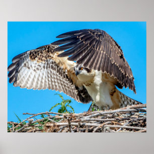20x16 Juvenile Osprey in het nest Poster