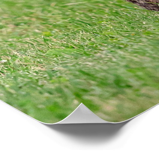 20x16 Konijn in het gras en schuw Poster (Hoek)
