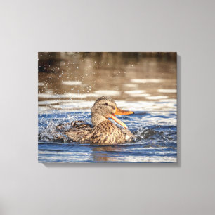 20x16 Mallard Duck in Downing Park Canvas Afdruk