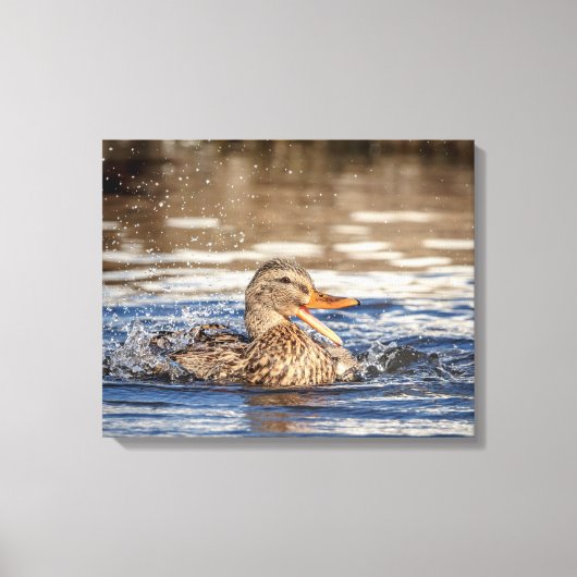20x16 Mallard Duck in Downing Park Canvas Afdruk (Voorkant)