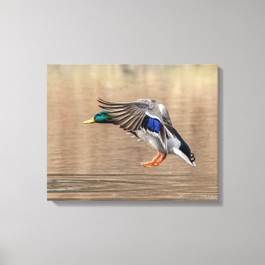 20x16 Mallard Duck in vlucht Canvas Afdruk (Voorkant)