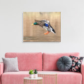 20x16 Mallard Duck in vlucht Canvas Afdruk (Insitu (Woonkamer))